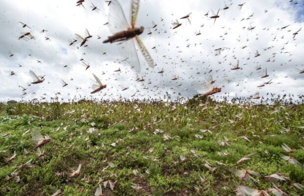 So, Mosquito Tornados Are A Thing