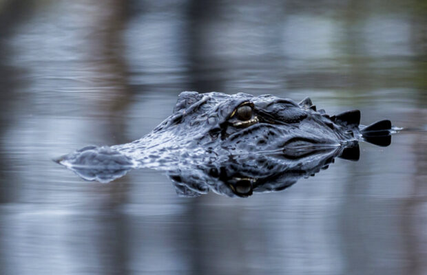A City Put Fake Alligators in a Lake and Received Multiple 911 Calls