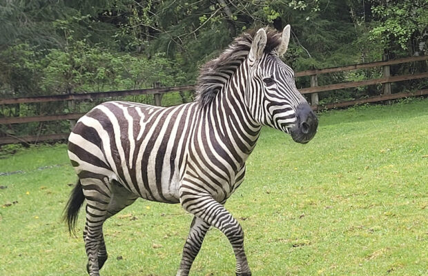 Zebras on the loose on the highway