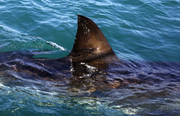 Yikes…SHARKS Spotted in Mass!