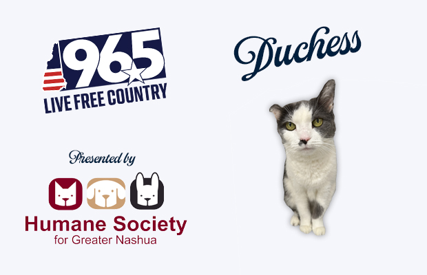 Duchess