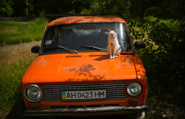 A Cat Survived 100 Miles Clinging to the Roof of a Car