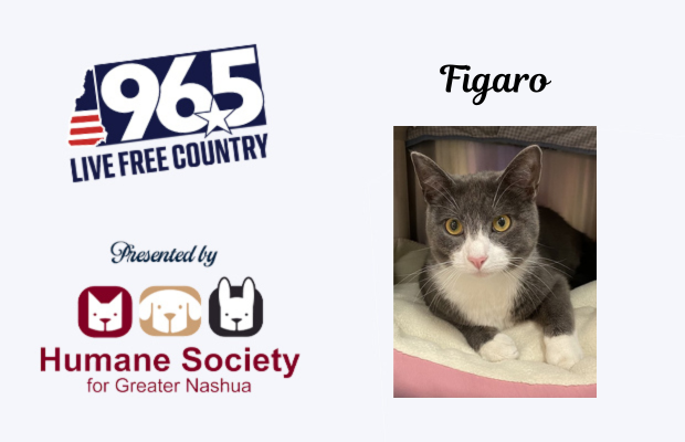 Figaro Figaro